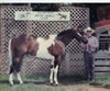 DPHC-Past Shows: Image
