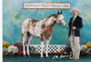 DPHC-Past Shows: Image