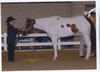 DPHC-Past Shows: Image